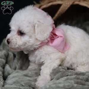 Joy, Bichon Frise Puppy